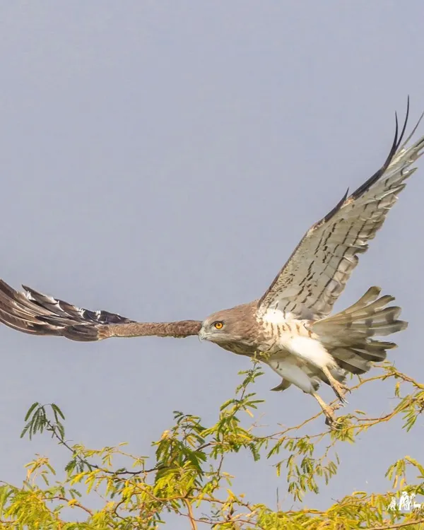 A Short-toed Snake Eagle takes flight, its impressive wingspan on full display. These eagles are specialized hunters of reptiles and are often seen soaring over open country in search of their next meal.