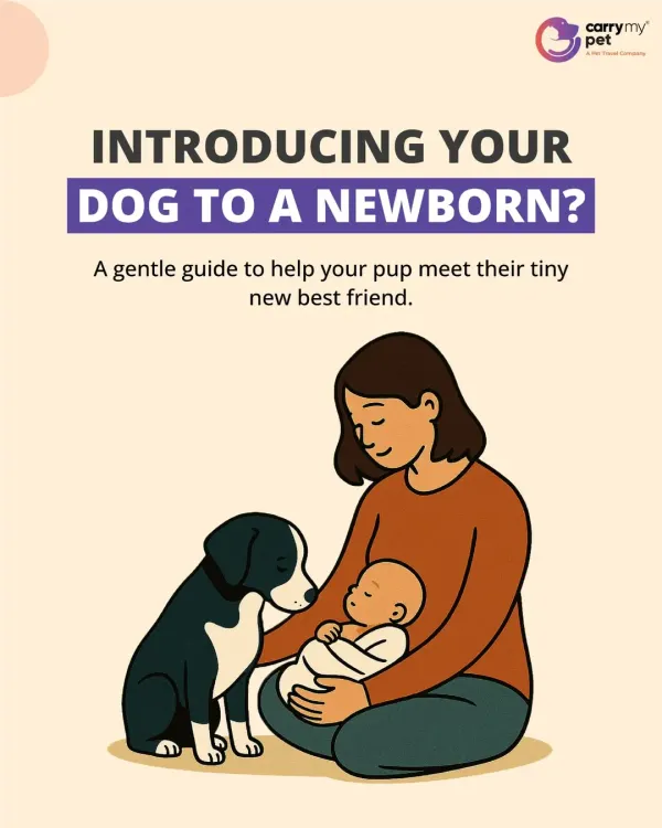 Introducing your dog to a newborn? This gentle guide will help your pup meet their tiny new best friend safely and positively.