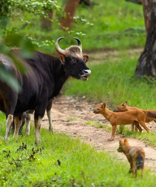 A truly epic faceoff between a pack of dholes and a mother gaur protecting her calf. This is a rare clash of worlds, the small, tenacious predators against the largest of prey.