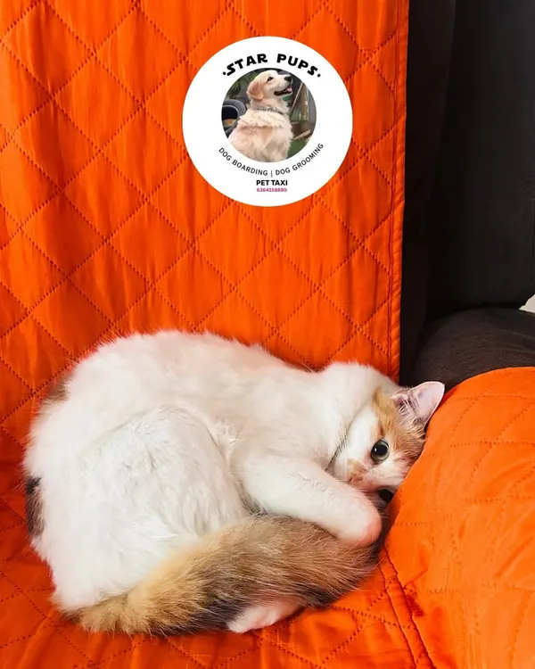 A cozy cat curled up on a comfy chair. We provide plenty of soft, warm spots for our feline guests to nap and relax in peace.