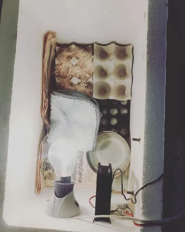 This is our homemade incubator, built to hatch chicken eggs right here in the classroom. The project was born from the children's passion, and they learned about temperature, humidity, and the delicate process of embryonic development.