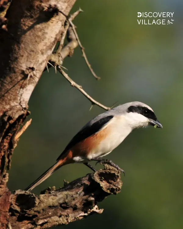 A beautiful Long-tailed Shrike perches on a branch, a common sight for birdwatchers at our resorts.