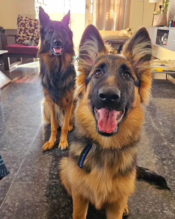 Two beautiful German Shepherds, Zoey and Duggu, relaxing in my living room. This is the reality of my home boarding. Dogs become part of the household, learning to coexist peacefully in a comfortable indoor setting.