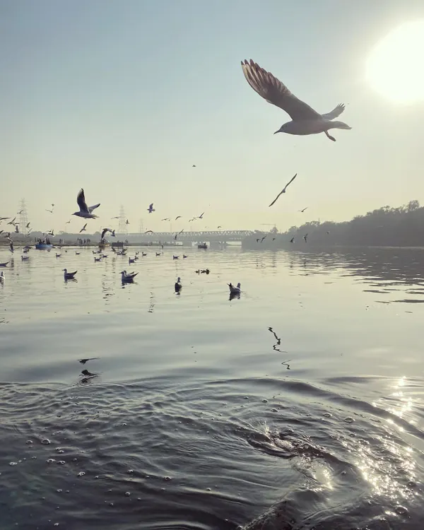 Seagulls take flight over the Yamuna River as the sun shines brightly. Our riverfront walk offers incredible opportunities for photography and peaceful reflection.