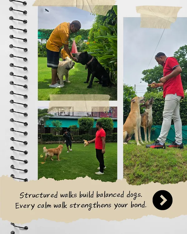 Structured walks are key to building a balanced dog and a strong bond. Here you can see me working with several dogs, teaching them calm leash manners and focus. This is a core part of our behavior-focused care.