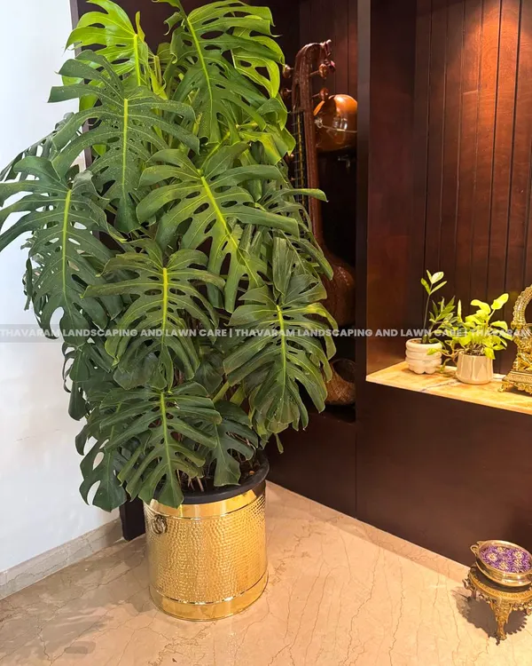 A full and healthy Monstera plant in a hammered gold planter makes a bold statement, perfectly complementing the home's sophisticated interior design and warm tones.