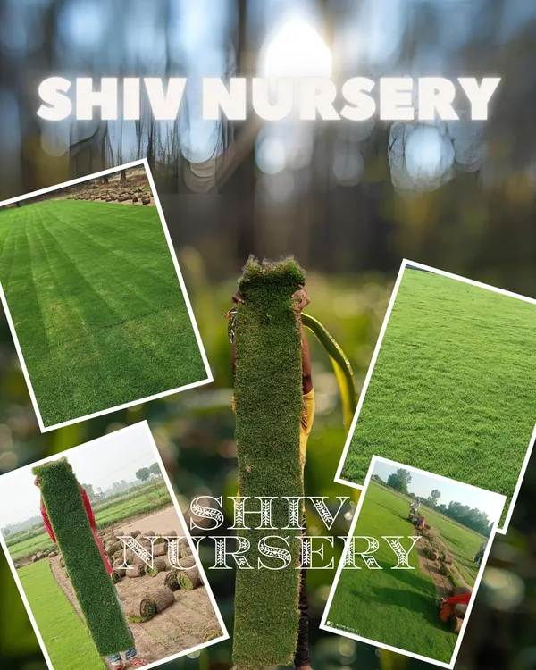 A collage showcasing the variety of my work and grass types. As one of India's leading suppliers, I offer premium turf for any project.