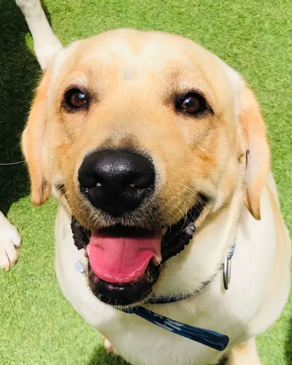 A happy, smiling Labrador. Their cheerful nature is contagious. We love having Labs in our pack.