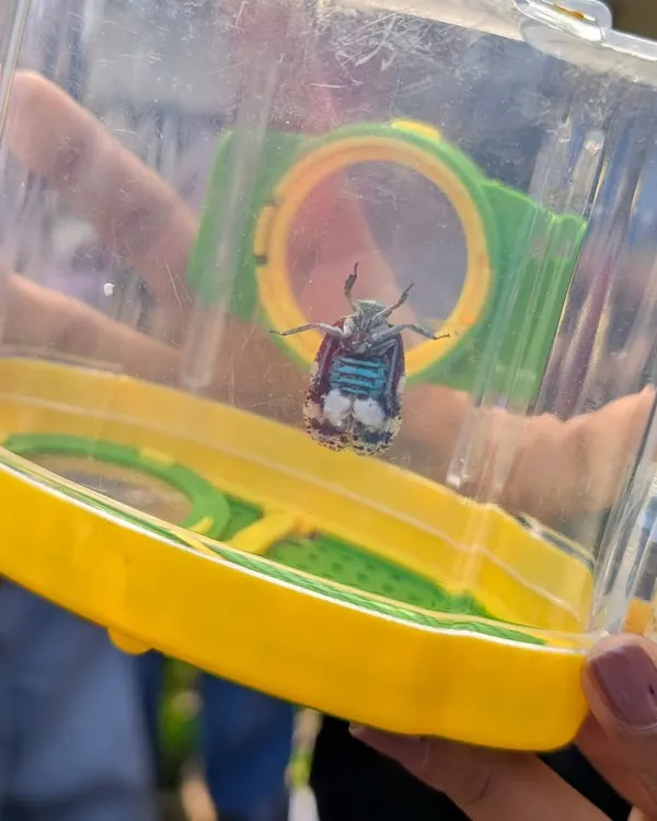 A beautiful jewel beetle, safely contained in a bug viewer for close observation. This allows kids to appreciate the intricate details and colors of insects without fear.