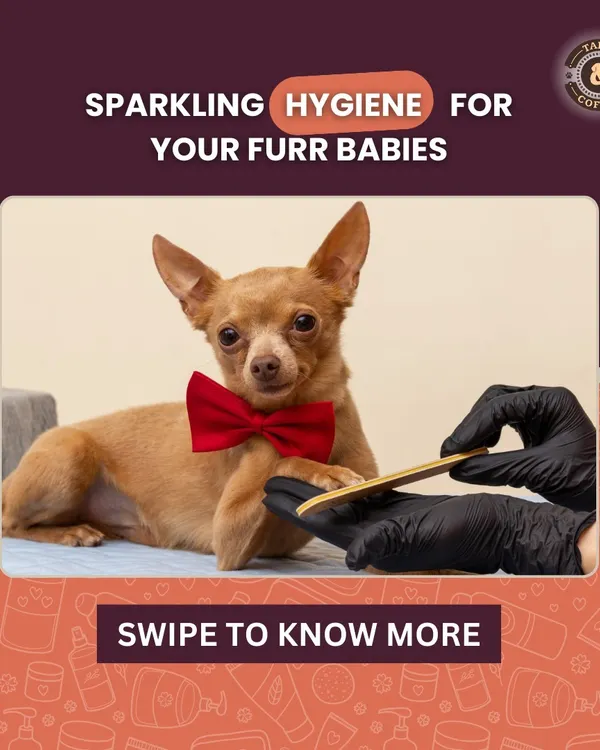 Sparkling hygiene is key to a happy pet. This guide covers the essentials of keeping your fur babies clean and healthy.