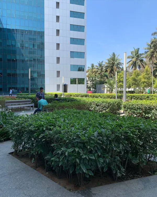 The starting point for a corporate garden project. A conventional lawn and hedge planting that offered little in terms of biodiversity or employee engagement.