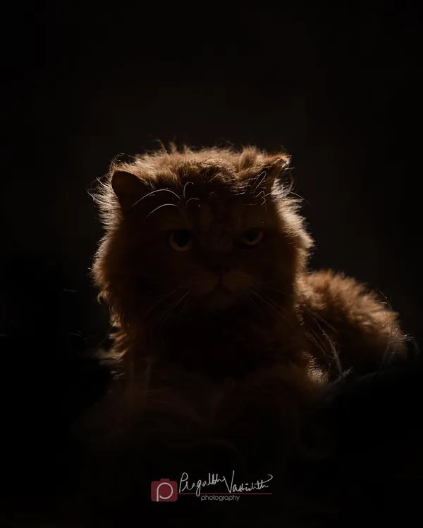 A moody, rim-lit portrait of a fluffy Persian cat. This dramatic lighting creates a sense of mystery and highlights the beautiful texture of his fur.