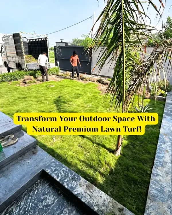 This image captures our team during a natural premium lawn turf installation. We are transforming an outdoor space by laying down fresh rolls of high-quality Mexican grass, ensuring a perfect fit and finish.