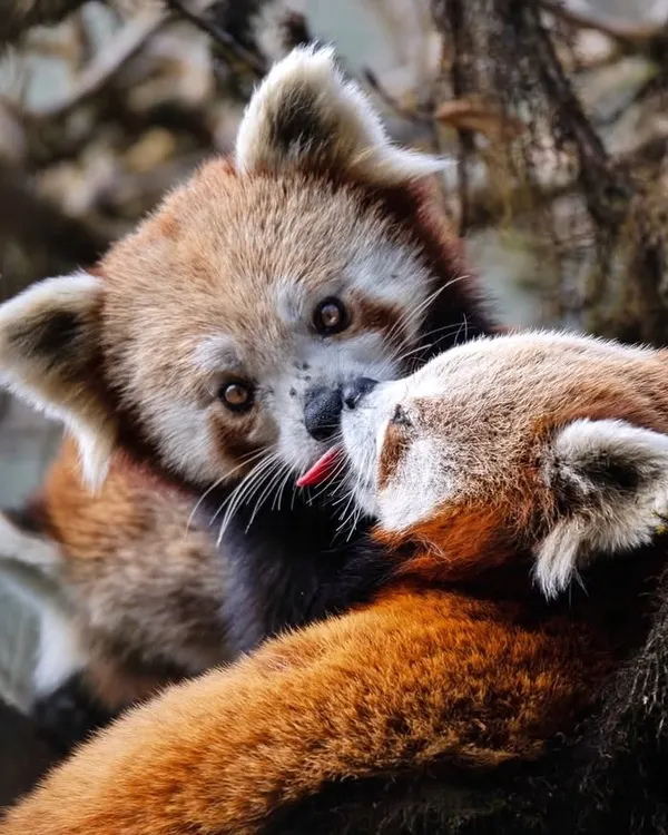 A tender moment between two Red Pandas in Singalila National Park. These gentle creatures are endangered, and capturing such an intimate interaction is a rare privilege that I hope inspires conservation action.