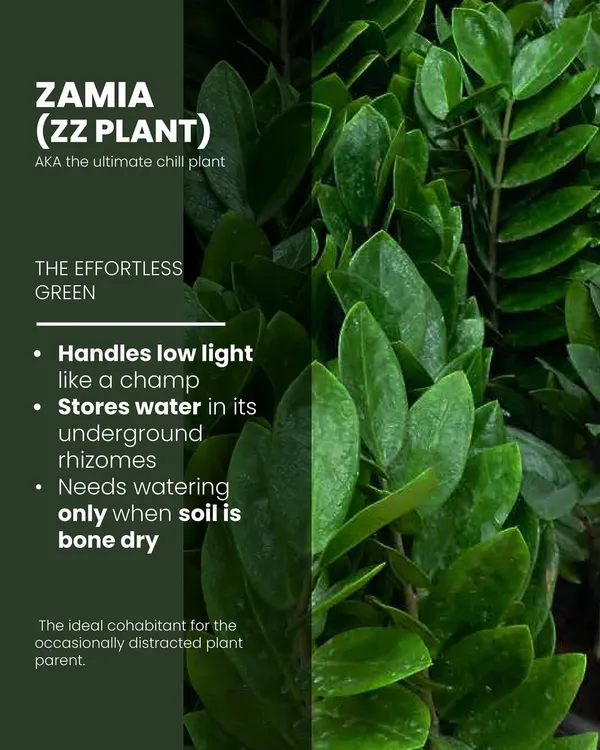 Meet the ZZ Plant, the ultimate chill plant. It handles low light like a champ and stores water in its underground rhizomes, so it only needs watering when the soil is completely dry. It's the ideal green companion for the occasionally distracted plant parent.