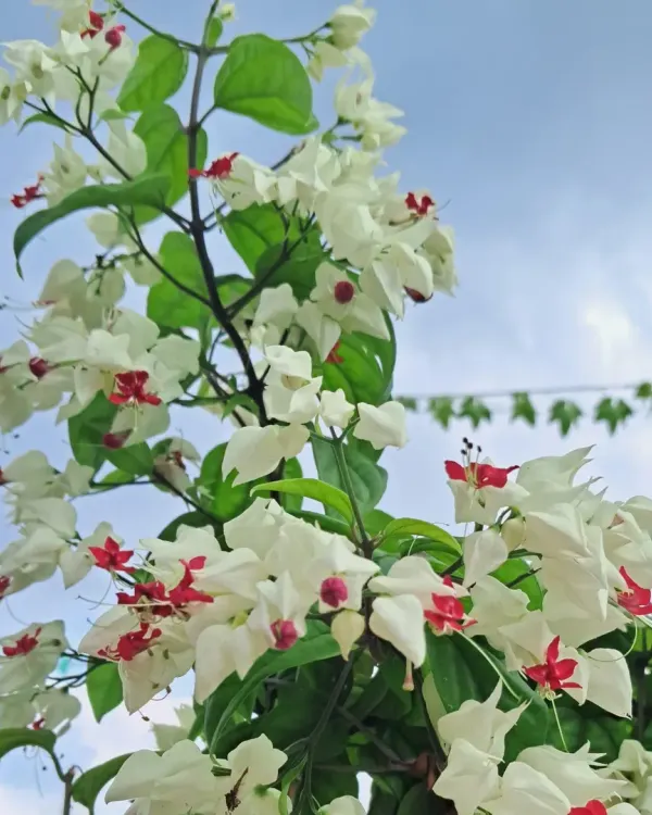 The Bleeding Heart vine is one of my favorites. Its unique red and white flowers look stunning, and I can show you how to get it to bloom profusely.