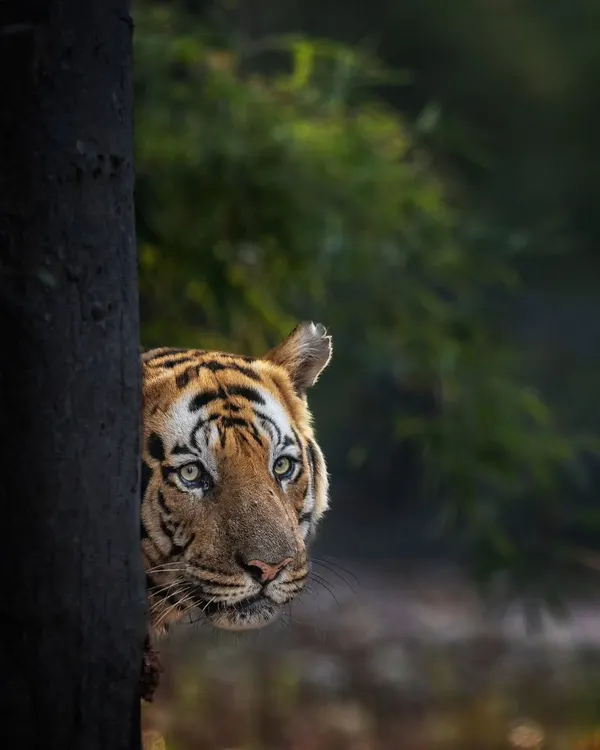 A classic peek-a-boo moment with a tiger in Bandhavgarh. Using the tree as a natural frame adds depth and a sense of mystery to the portrait.