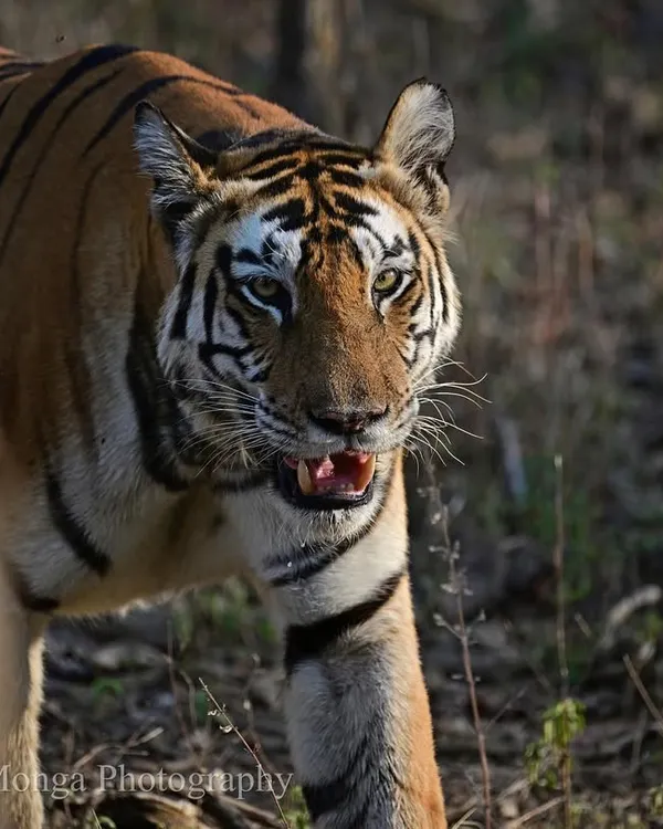 A tiger peers from behind a tree, its gaze direct and intense. In these fleeting moments, you feel the true presence of the apex predator of the Indian jungle, a master of its domain.