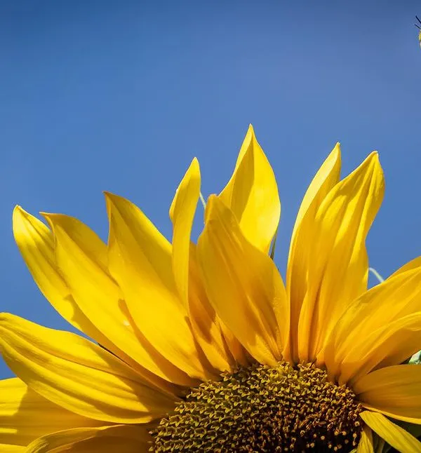 A bee captured in mid-air as it approaches a vibrant sunflower against a brilliant blue sky. This action macro shot freezes a moment of anticipation and highlights the bee's determined flight path.