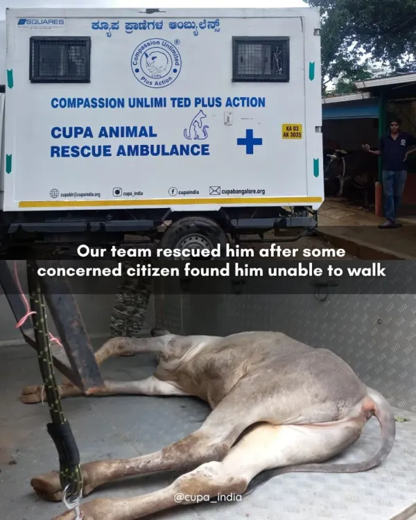 The rescue begins with a call from a concerned citizen and our dedicated ambulance team. This is the first step in bringing an injured animal like Manohar from the street into our care.
