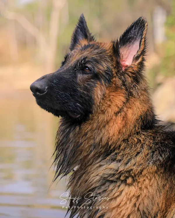 Noble, majestic, and completely in his element. This portrait of Simba, a stunning German Shepherd, was taken during his first real exploration of water. We aim to capture the unique personality and strength of each pet in our soulful portrait sessions.