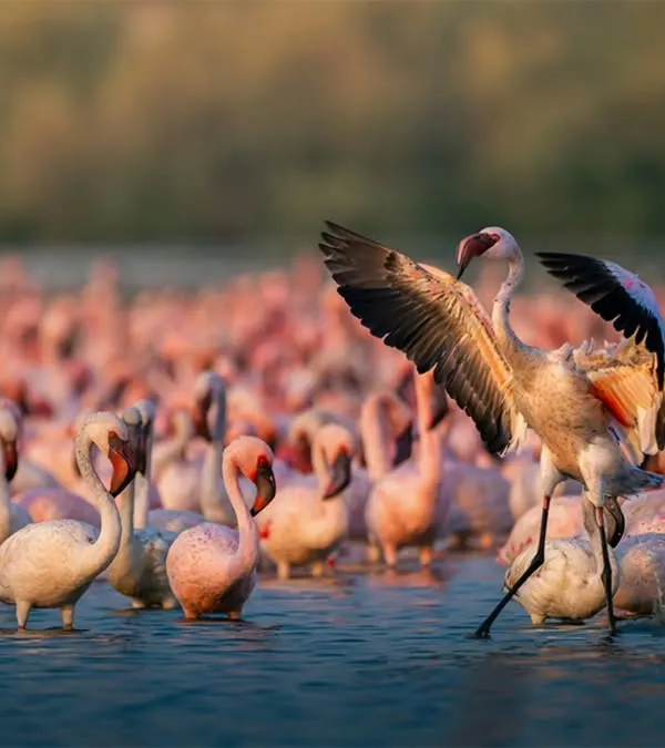 A lesser flamingo rises above the flock, its wings spread wide in a display of dominance and grace. This shot captures the dynamic energy of the thousands of flamingos that visit Navi Mumbai's wetlands.