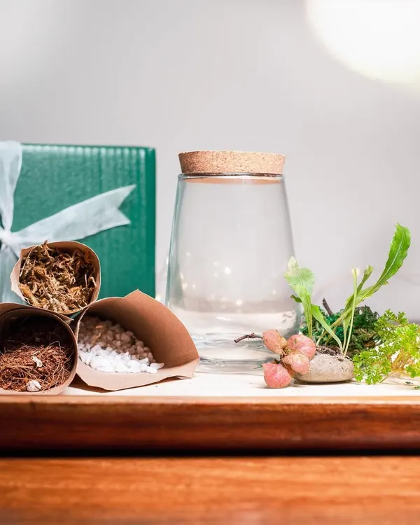 This is what comes in my DIY Terrarium Kit. You get the glass jar, all the necessary layers like soil and moss, and a selection of beautiful, healthy plants to create your own design.