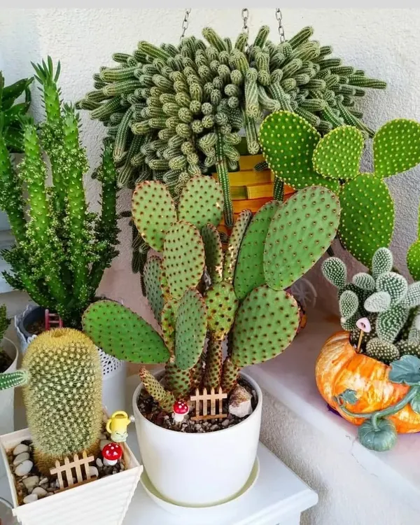 A beautiful arrangement of different cacti and succulents, including a Bunny Ear Cactus (Opuntia microdasys). This shows how you can create a mini desert garden.