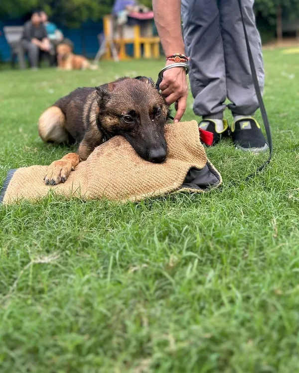 Genetics are everything. This Belgian Malinois puppy, one of three littermates, already shows a full, confident grip on a bite pillow. This is the quality I charge for, not nonsense.