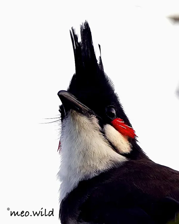 A dramatic, low-angle portrait of a Red-whiskered Bulbul. This shot highlights its punk-rock crest and the signature red patch on its cheek, giving it a bold and confident look.