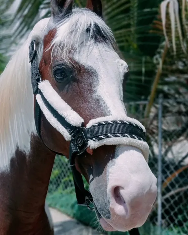 A stunning close up of our new Kathiawari stallion. His unique paint markings and intelligent eyes make him a real head turner.