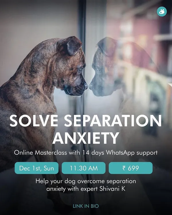 This masterclass is designed to solve separation anxiety. We will cover why dogs suffer from it, how to identify the signs, and management techniques, complete with 14 days of dedicated WhatsApp support.