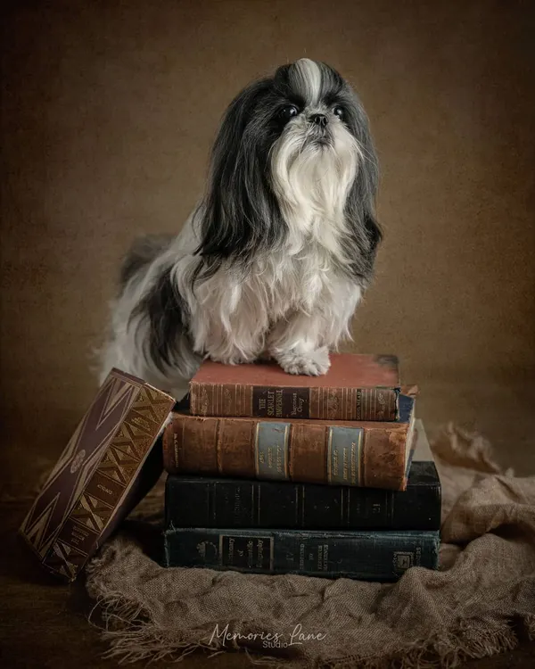 I believe a portrait should be a piece of art. Here, this majestic Shih Tzu poses regally atop a stack of vintage books, creating a timeless, painterly image that captures both elegance and charm.