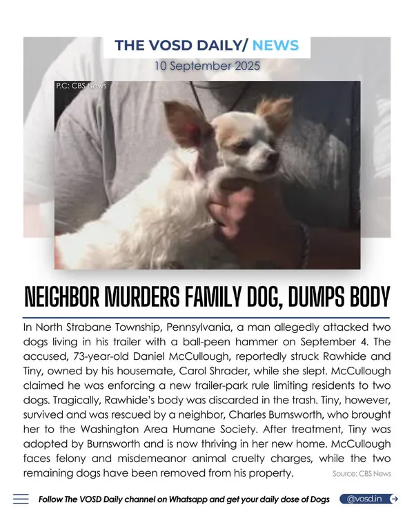 In Pennsylvania, a man allegedly murdered his housemate's family dog with a ball-peen hammer over a trailer-park rule. This act of violence in the name of control is a chilling example of animal cruelty.