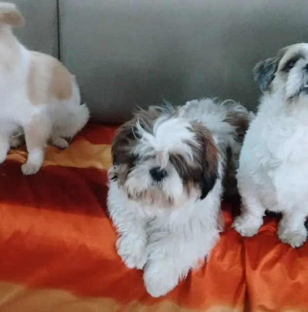 Here, everyone is part of the family. I make sure all the dogs, big or small, feel comfortable and safe together, just like they would in their own home. No cages means they can find their own favourite spot on the couch.
