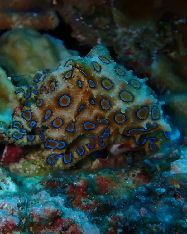 If you thought Malapascua was all about sharks, think again. We found this incredible and highly venomous Blue-Ringed Octopus. A rare and beautiful sight.