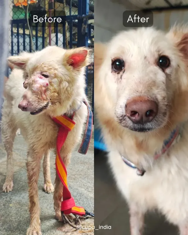 This is what we work for. This community dog was brought to us with a severely swollen and wounded face, but after treatment at our Trauma Centre, his true spirit shines through. We see the pain, but we focus on the recovery.