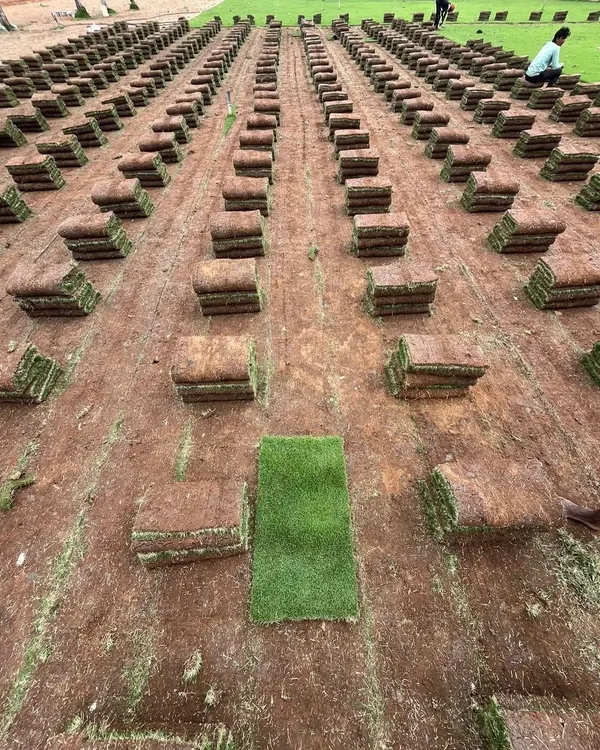 This is how a large-scale lawn installation begins. Rolls of pure Mexican grass are laid out in precise rows on prepared red soil, ready to be rolled out.