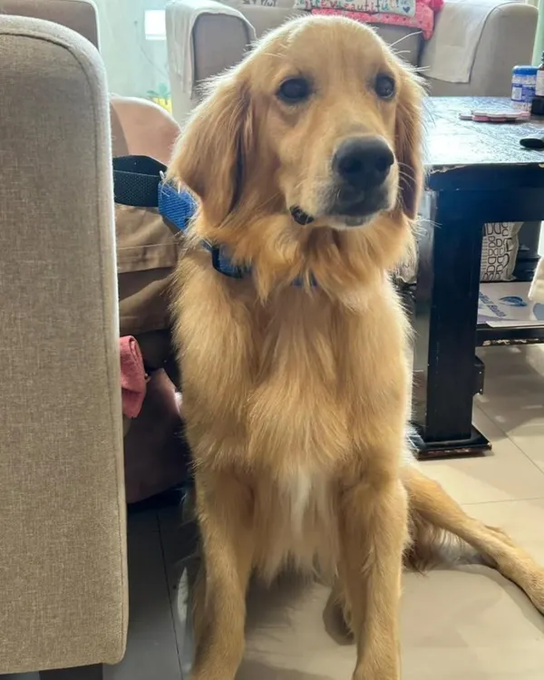 This handsome Golden Retriever was found near Seegahalli, Bangalore. He is about one year old, healthy, and extremely friendly. He deserves a family that will cherish him forever.