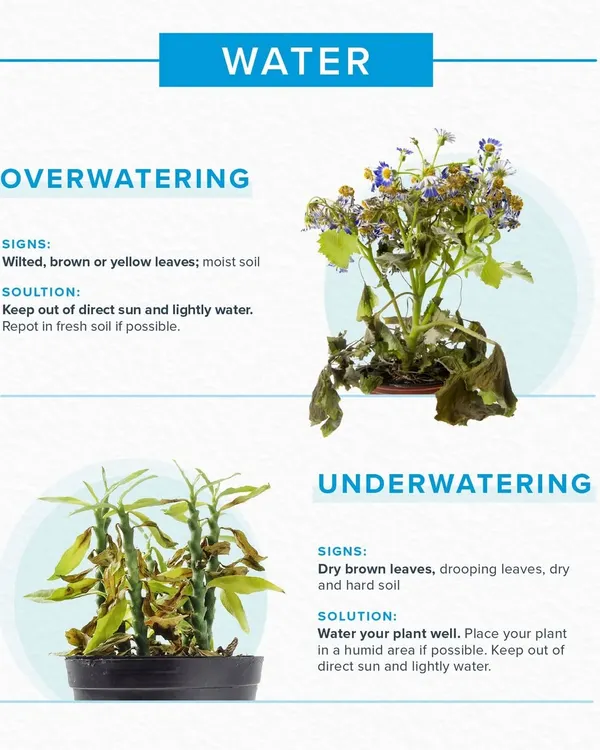 Understanding your plant's water needs is crucial. This guide helps you identify the signs of overwatering, such as yellowing leaves, and underwatering, like drooping leaves, and provides clear solutions to revive your plant.