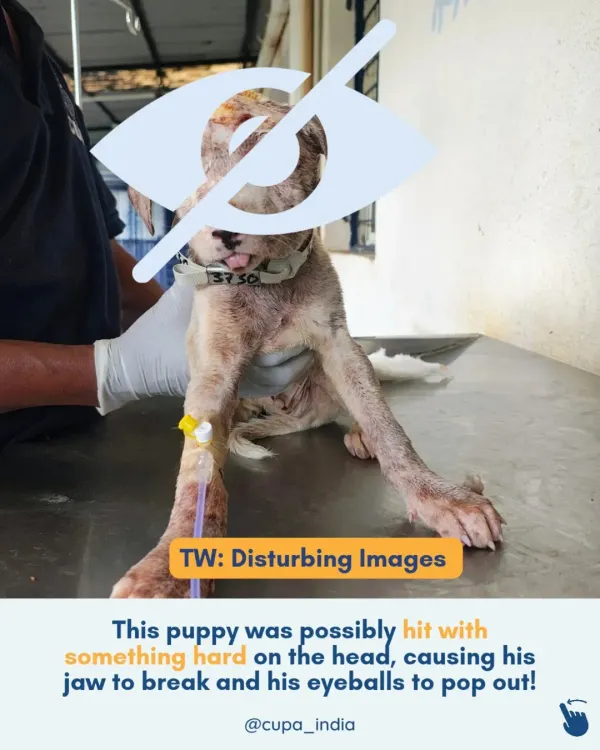 This puppy was brought to our trauma center after being hit so hard on the head that his jaw broke and his eyeballs popped out. This is a trigger warning for the graphic nature of his injuries.