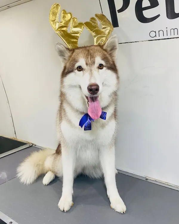 This happy Husky is groomed and ready for a holly jolly Christmas, complete with festive reindeer antlers.