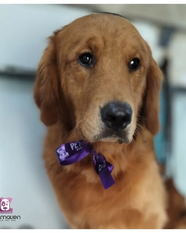 This Golden Retriever is looking paws-itively regal with his new purple bow after a full grooming session. We make sure every pet leaves feeling like royalty.