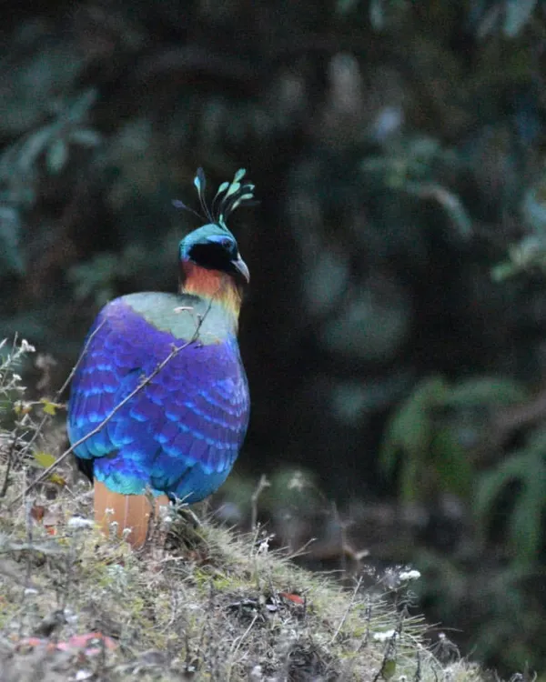 The magnificent Himalayan Monal, seen from behind, shows off its deep blue and purple iridescent feathers against the backdrop of the mountain forest. This was a highlight of our trip to Chopta.