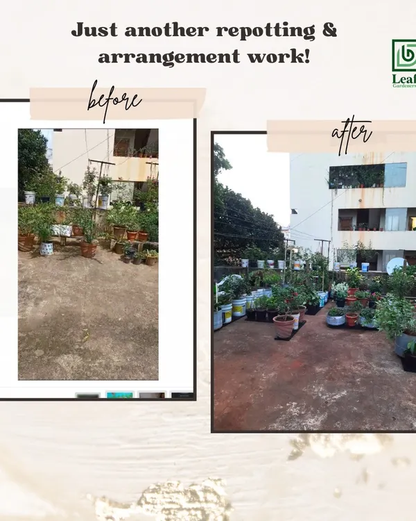 This is what I love to do: turn a plain, empty terrace into a thriving green space. This before and after collage shows a complete repotting and arrangement project where I organized the layout to make the area feel both fuller and more structured.