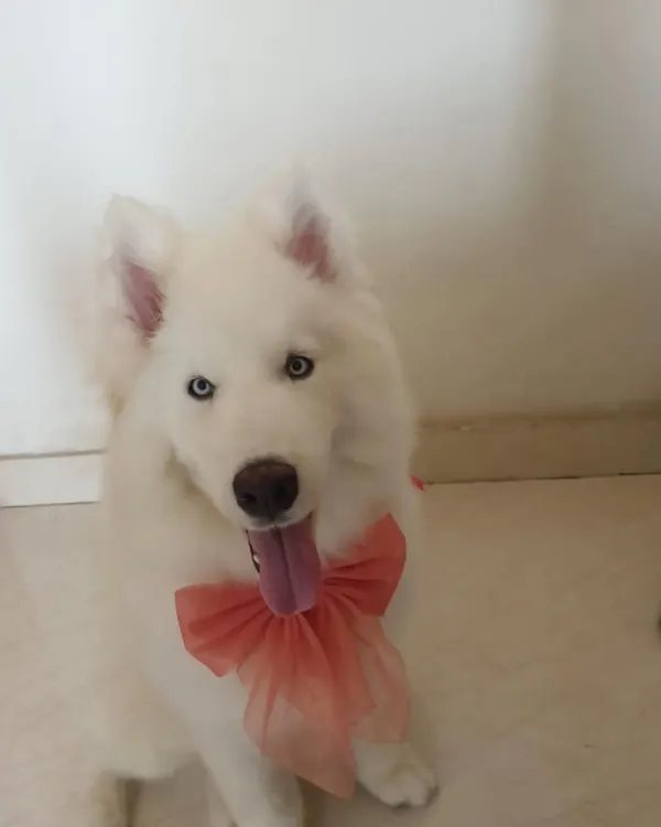 Here's Romeo the husky, looking dapper after graduating. His journey from reactivity to resilience shows that even deep-rooted behaviors can be managed with a consistent, positive protocol.