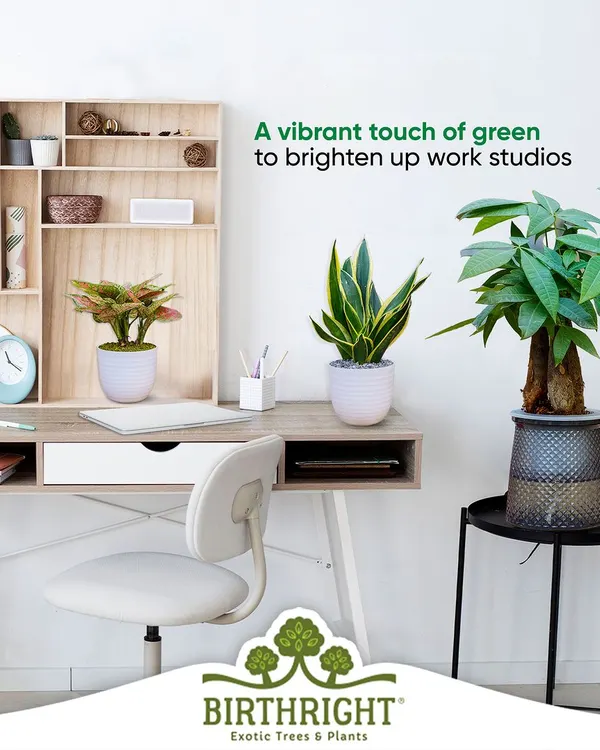 A vibrant touch of green can completely brighten up a work studio or home office. I help select low-maintenance plants like Snake Plants and Money Trees that thrive indoors and boost productivity.