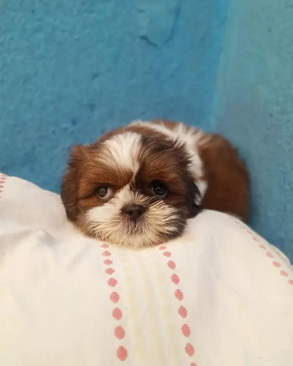 Meet little Nandu from our Puppy Unit. Boarding very young pups requires constant attention. We provide round the clock care with frequent feedings, a spotless environment, and gentle handling to make sure they feel secure while their family is away.