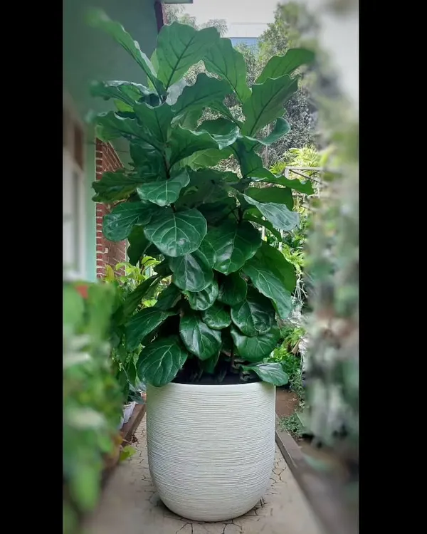 The Fiddle-leaf Fig is one of the most sought-after indoor trees. Its large, violin-shaped leaves make a dramatic statement. We can help you find the perfect one and pair it with a stylish planter.