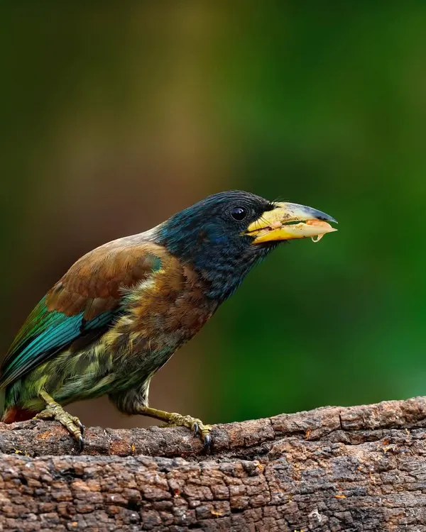 A Great Barbet perched on a thick, gnarled tree branch. The vibrant green and blue of its plumage stand out against the soft, out-of-focus green foliage of the forest behind it.